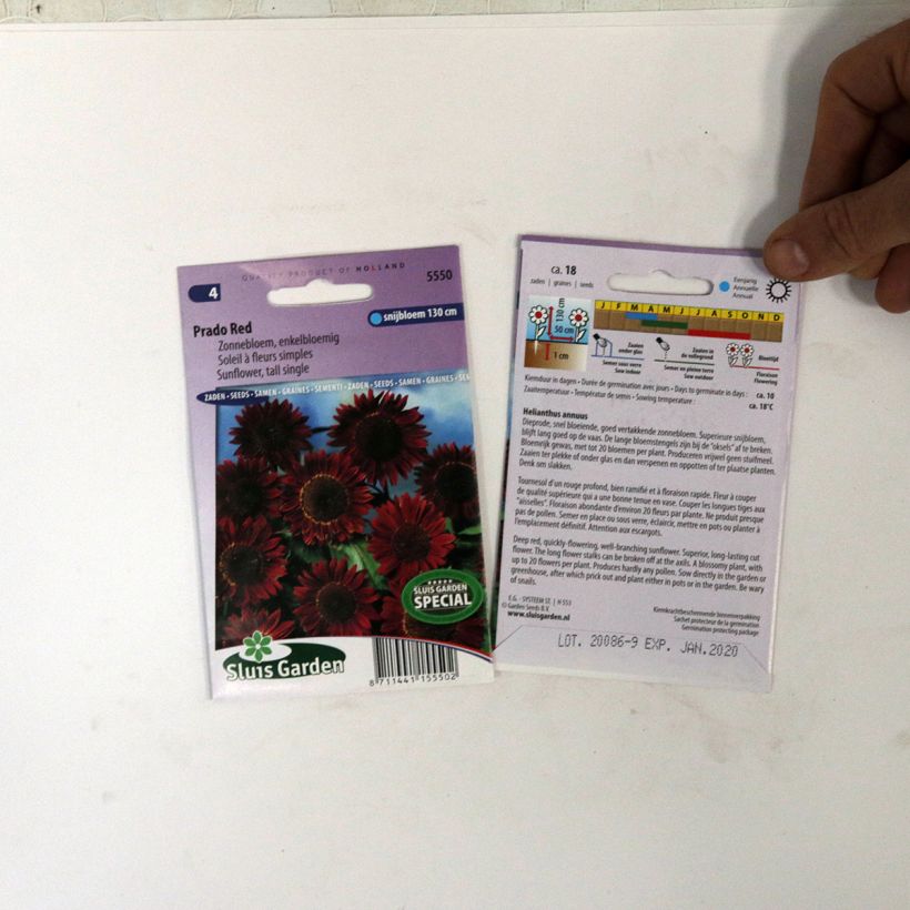 Example of Sunflower Prado Red seeds - Helianthus annuus per pack of 18 seeds specimen as delivered