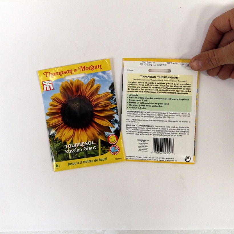 Example of Sunflower Russian Giant Seeds - Helianthus annuus per pack of 60 seeds specimen as delivered