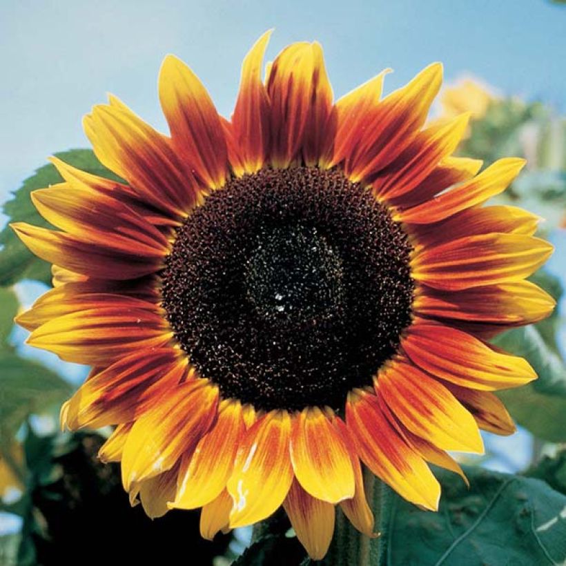 Sunflower Solar Eclipse F1 Seeds - Helianthus annuus (Flowering)