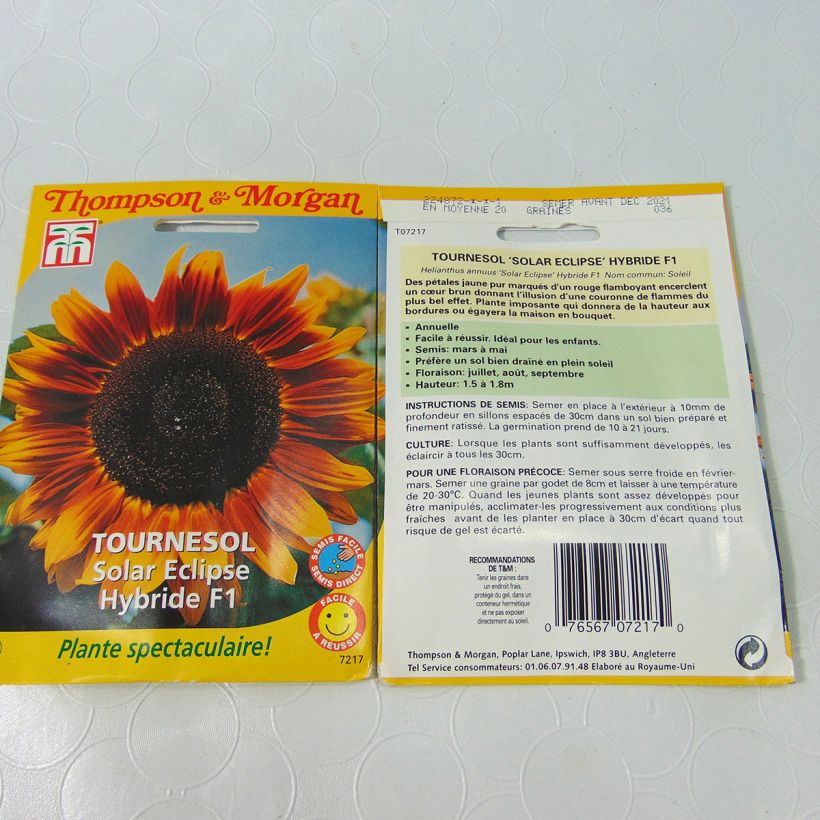 Example of Sunflower Solar Eclipse F1 Seeds - Helianthus annuus specimen as delivered