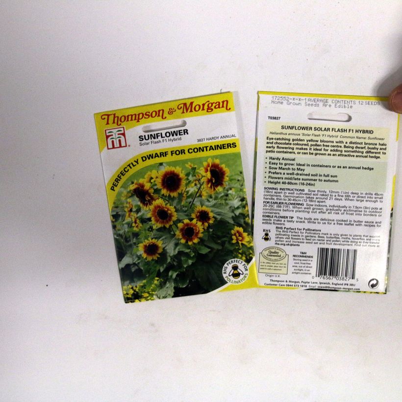 Example of Sunflower Solar Flash F1 seeds - Helianthus annuus per pack of 12 seeds specimen as delivered