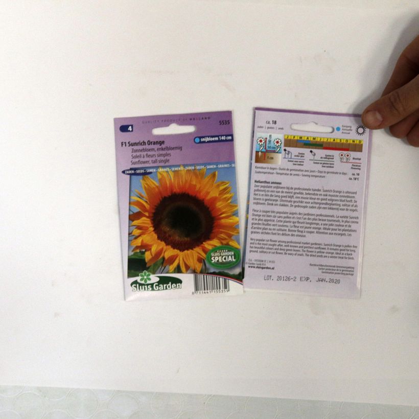 Example of Sunflower Sunrich Orange F1 Seeds - Helianthus annuus specimen as delivered
