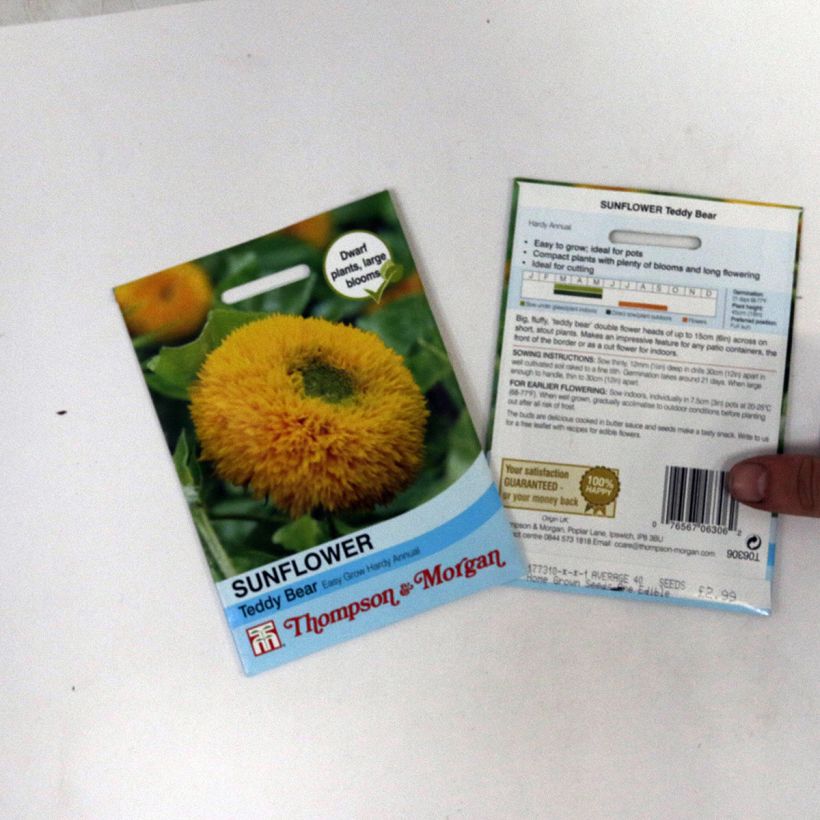 Example of Sunflower Teddy Bear Seeds - Helianthus annuus per pack of 40 seeds specimen as delivered
