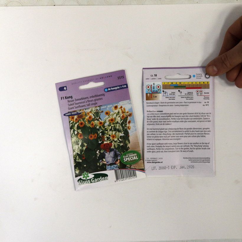 Example of Giant Sunflower Kong F1 Seeds - Helianthus annuus per pack of 18 seeds specimen as delivered
