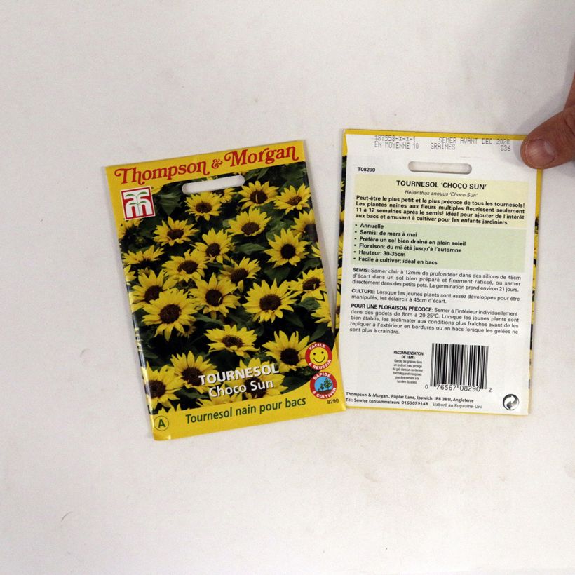 Example of Dwarf Sunflower Choco Sun Seeds - Helianthus annuus per 0.2 g seed pack specimen as delivered