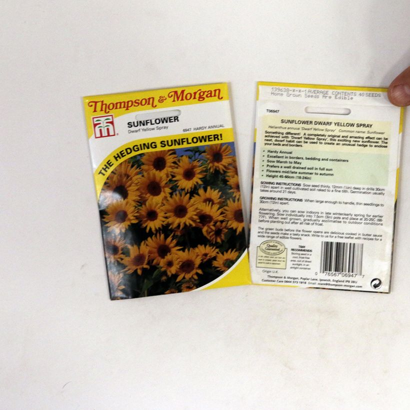Example of Dwarf Sunflower Yellow Spray Seeds - Helianthus annuus per pack of 40 seeds specimen as delivered