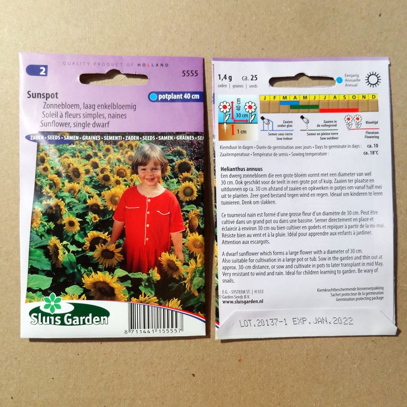 Example of Dwarf Sunflower Sunspot Seeds - Helianthus annuus specimen as delivered