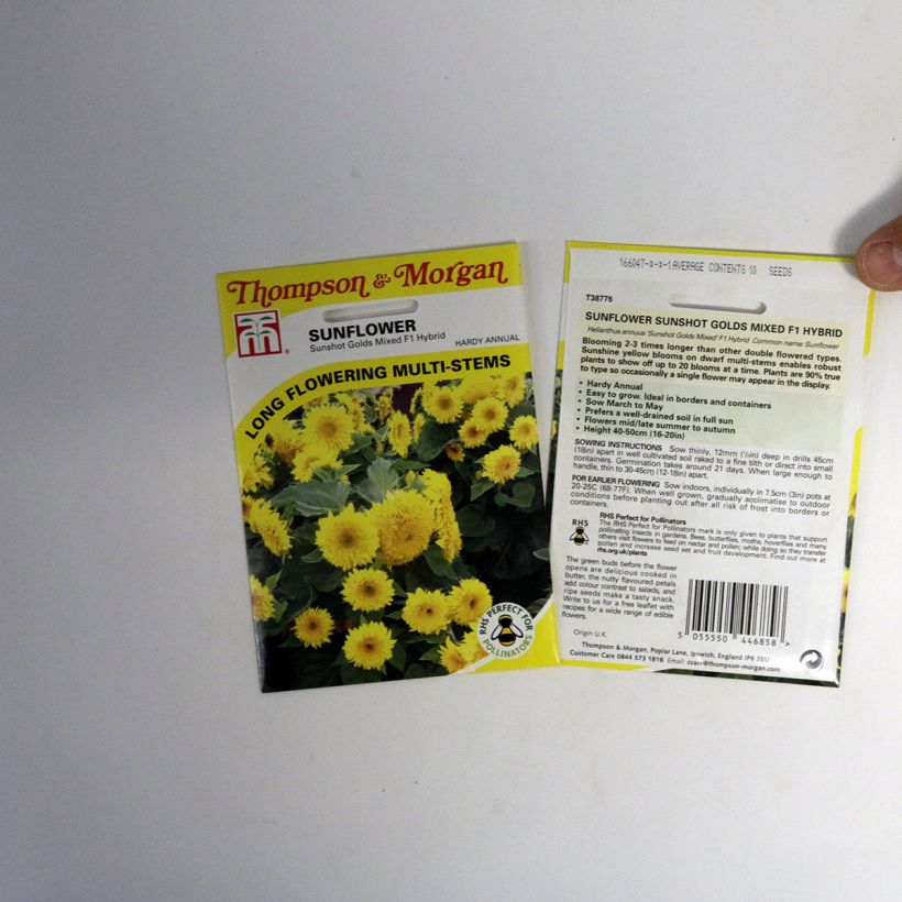 Example of Dwarf Sunflower Sunshots Golds Mixed Seeds - Helianthus annuus per pack of 10 seeds specimen as delivered