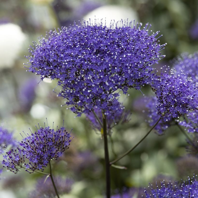 Trachelium caeruleum Black Knight (Flowering)