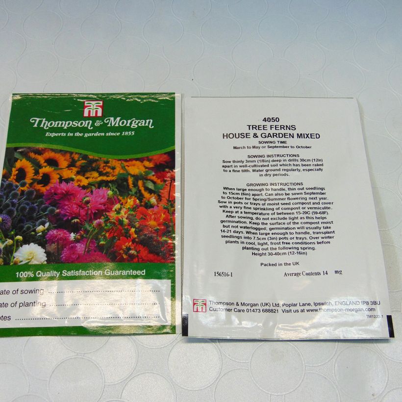 Example of Tree Fern House & Garden Mixed glaucum per pack of 25 seeds specimen as delivered