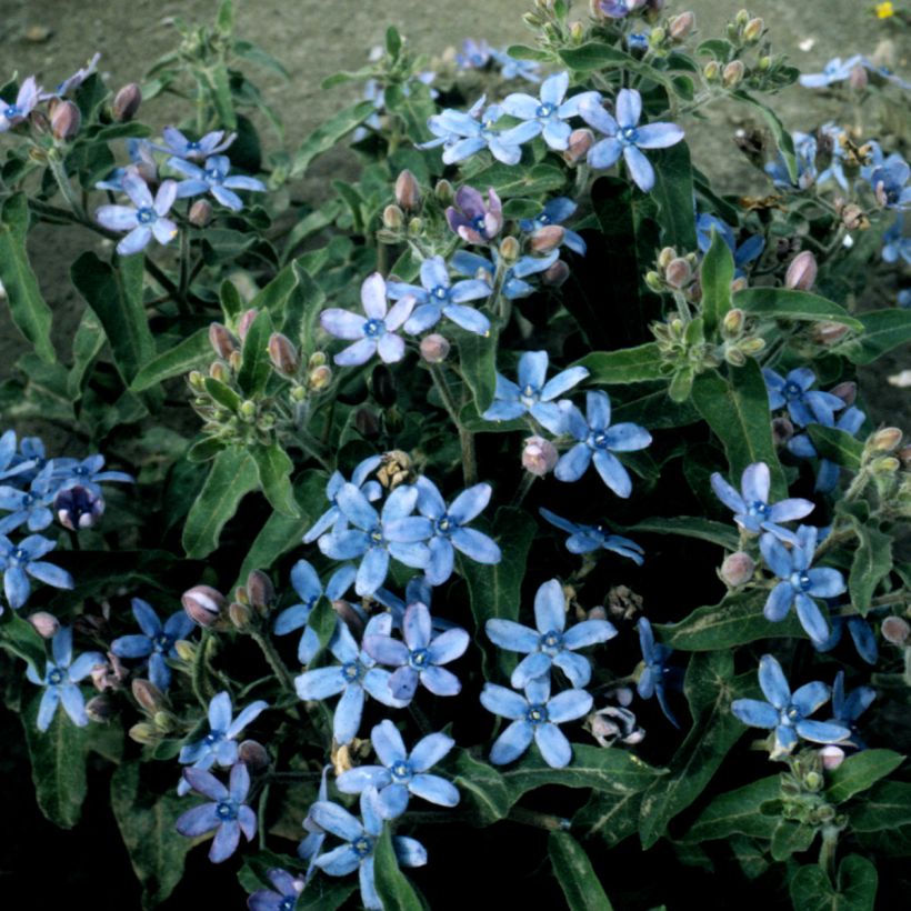 Tweedia Heavenly Blue - seeds (Plant habit)