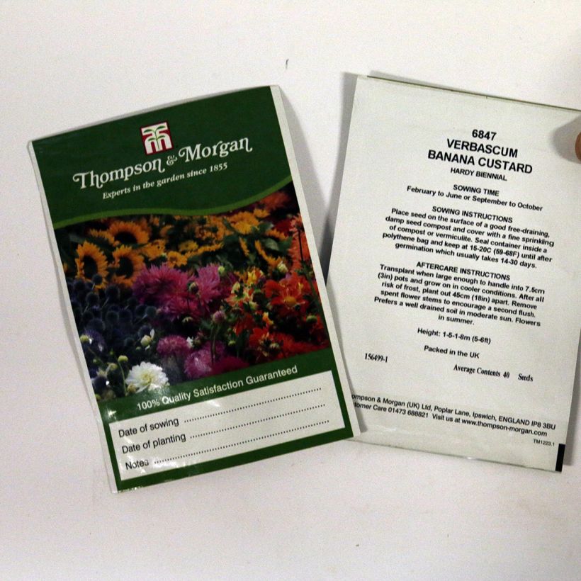 Example of Verbascum 'Banana Custard' per pack of 40 seeds specimen as delivered