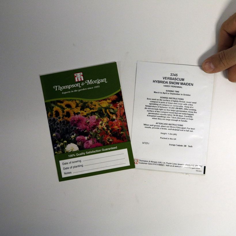 Example of Verbascum Snow Maiden Seeds - Mullein - Mullein per pack of 1200 seeds (0,2g) specimen as delivered