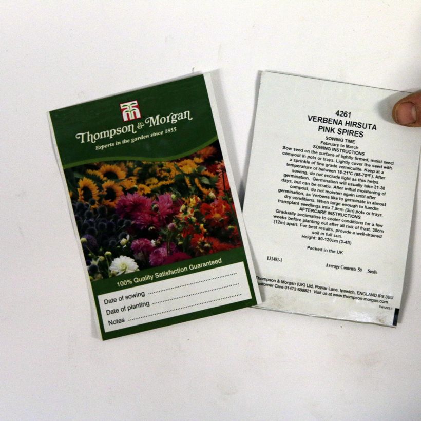Example of Verbena hastata Pink Spires per pack of 50 seeds specimen as delivered