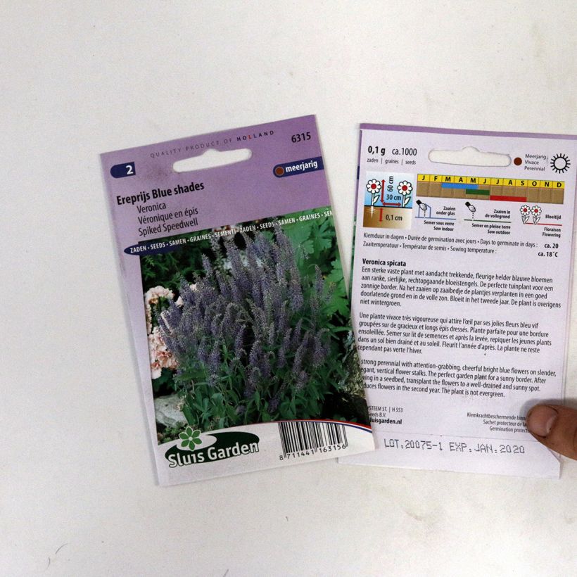 Example of Spiked speedwell Blue Shades Seeds - Veronica spicata specimen as delivered