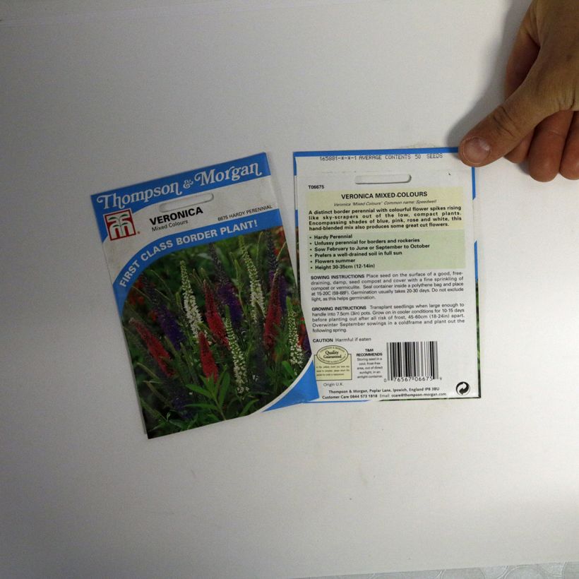 Example of Veronica Mixed Colours Seeds - Speedwell per pack of 50 seeds specimen as delivered