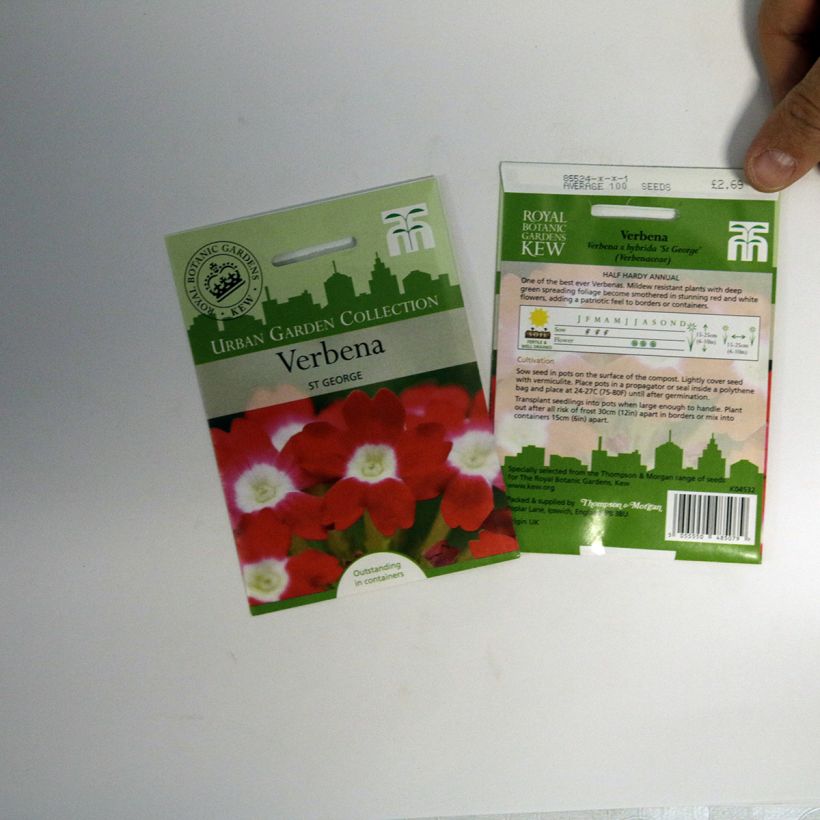 Example of Garden verbena St George Seeds per pack of 100 seeds specimen as delivered