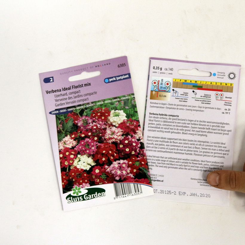 Example of Garden verbena Ideal Florist Mix Seeds - Verbena hybrida specimen as delivered