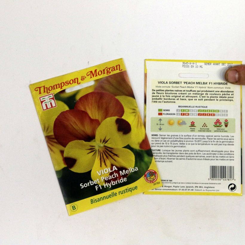 Example of Viola cornuta Sorbet Peach Melba F1 Hybrid - Horned pansy per 2 g seed pack specimen as delivered