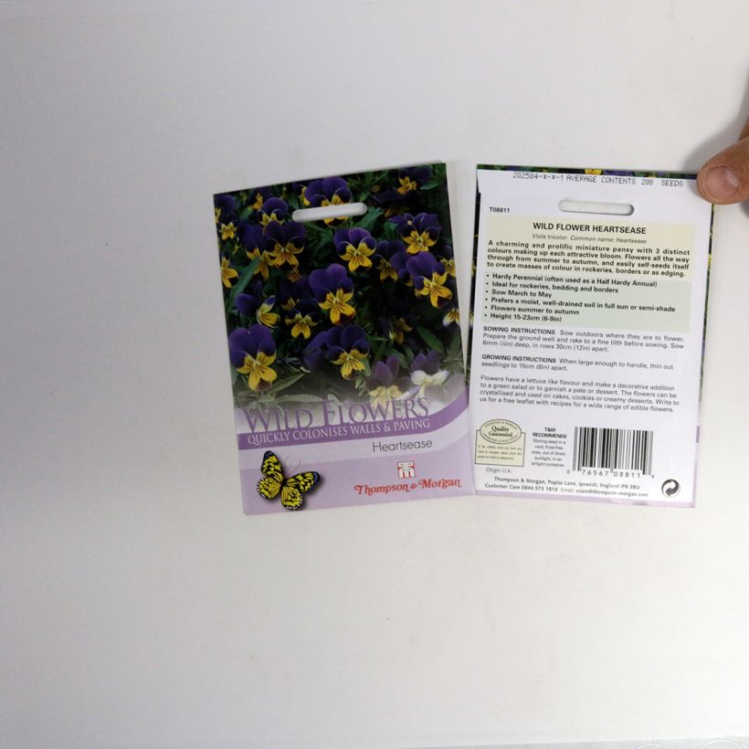 Example of Viola tricolor Seeds - Hearts ease specimen as delivered