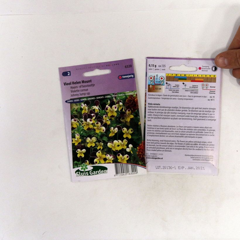 Example of Viola cornuta Helen Mount Seeds specimen as delivered