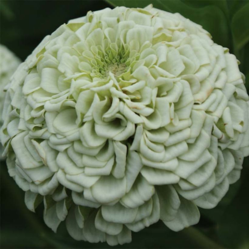 Zinnia elegans Polar Bear Seeds (Flowering)