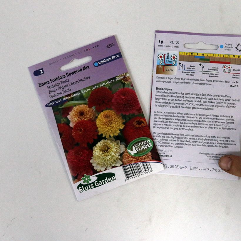 Example of Zinnia elegans Scabiosa Flowered Mix specimen as delivered