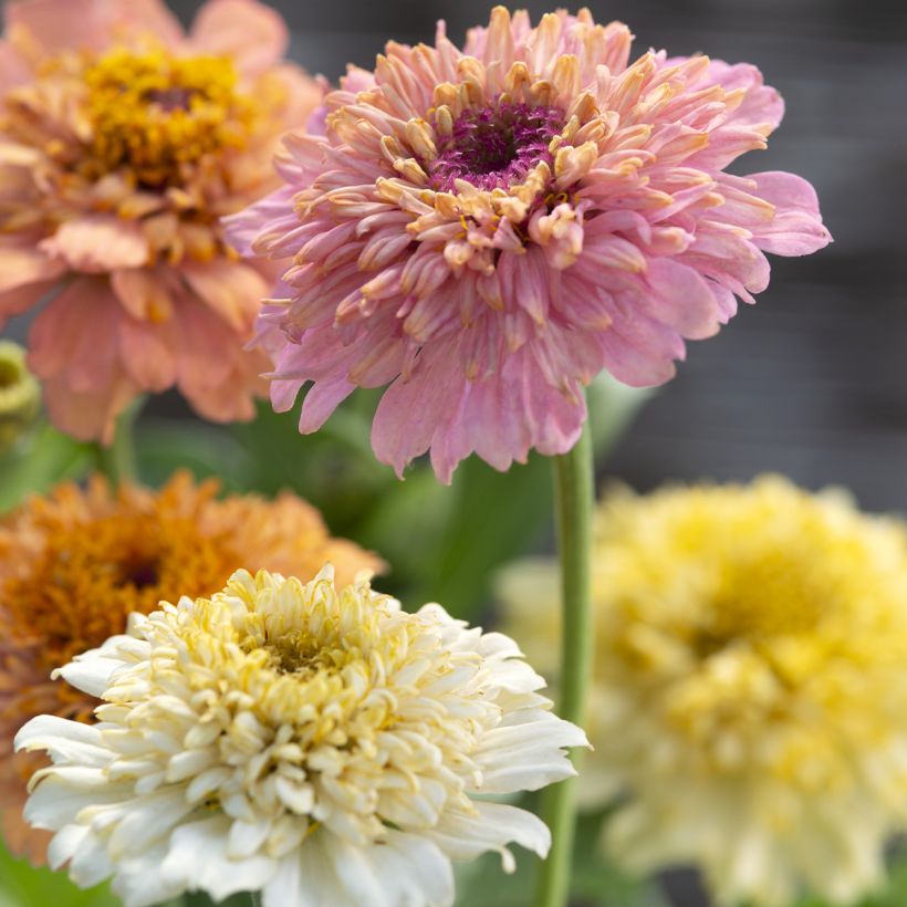 Zinnia elegans Cresto Peaches and Cream - seeds (Flowering)