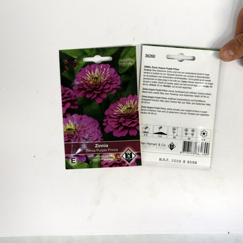 Example of Zinnia elegans Purple Prince Seeds specimen as delivered