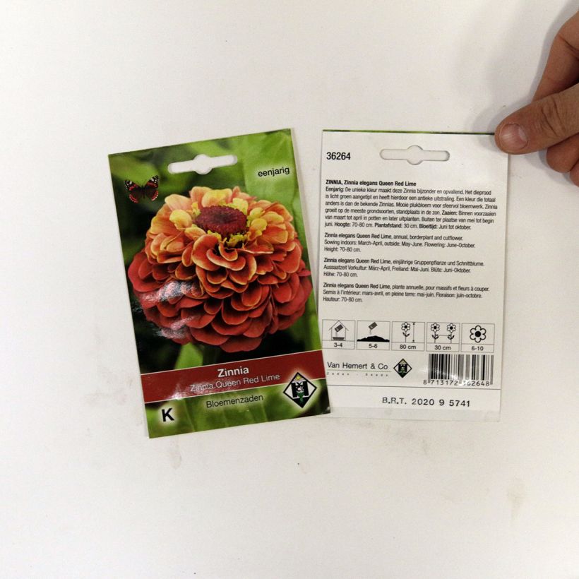 Example of Zinnia elegans Queen Red Lime Seeds specimen as delivered