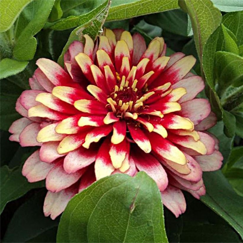 Zinnia elegans Swizzle Cherry & Ivory (Flowering)