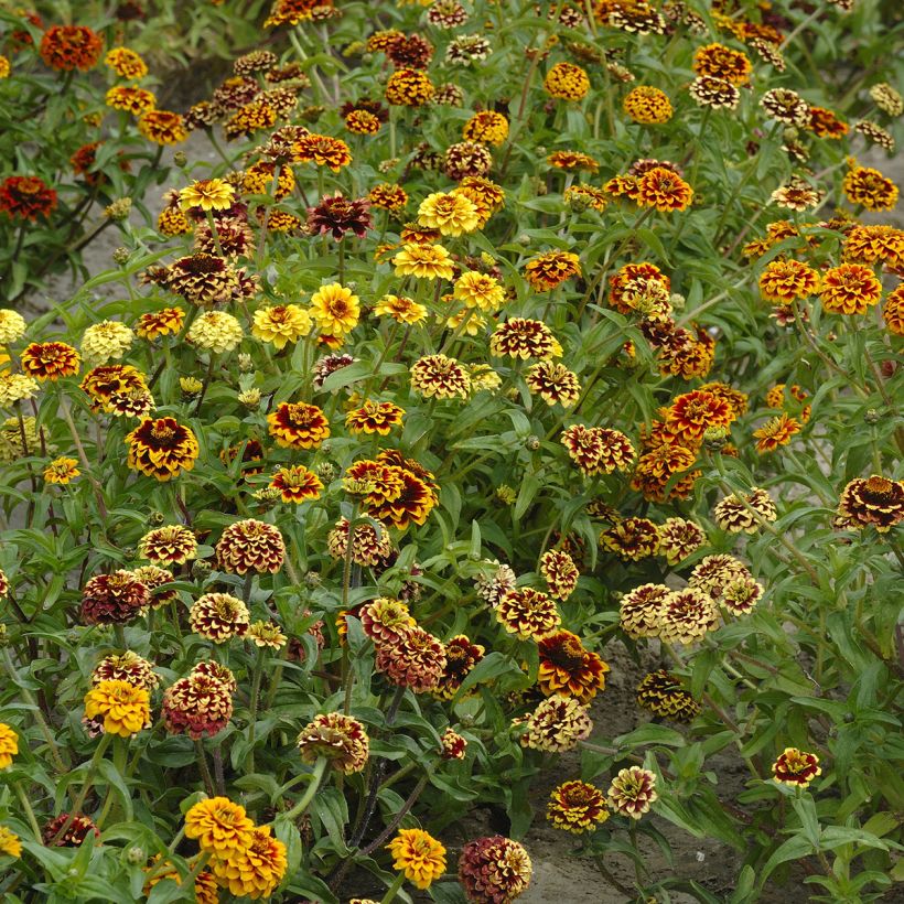 Zinnia haageana Jazzy Mix - seeds (Plant habit)