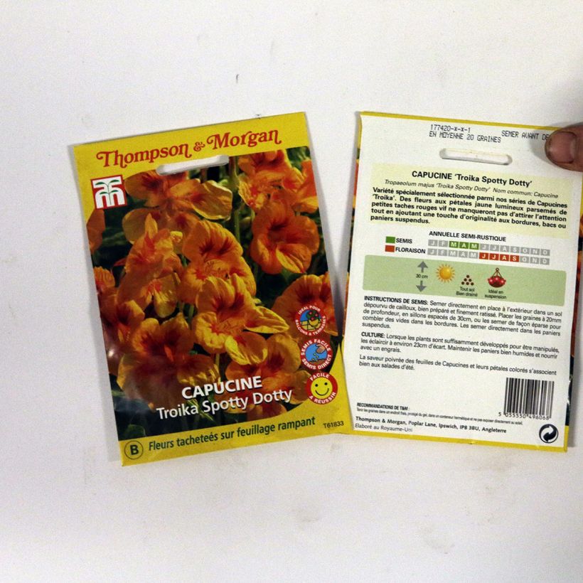 Example of Tropaeolum majus - Nasturtium Troika Spotty Dotty Seeds per pack of 20 seeds specimen as delivered