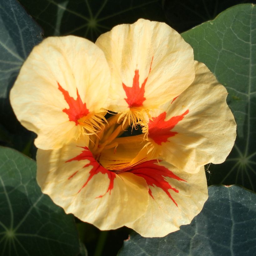 Tropaeolum majus nanum Peach Melba Seeds - Dwarf Nasturtium (Flowering)