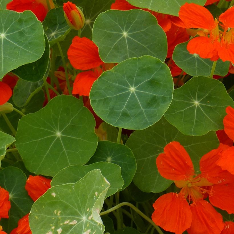 Tropaeolum Whirlybird Orange - Dwarf Nasturtium Seeds (Foliage)