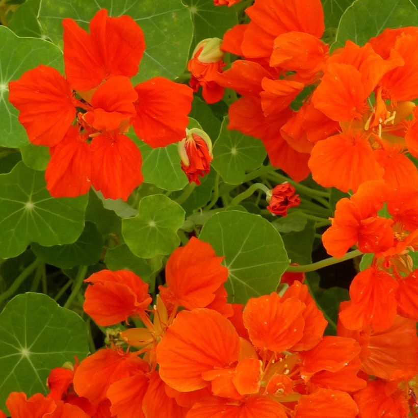 Tropaeolum Whirlybird Orange - Dwarf Nasturtium Seeds (Flowering)