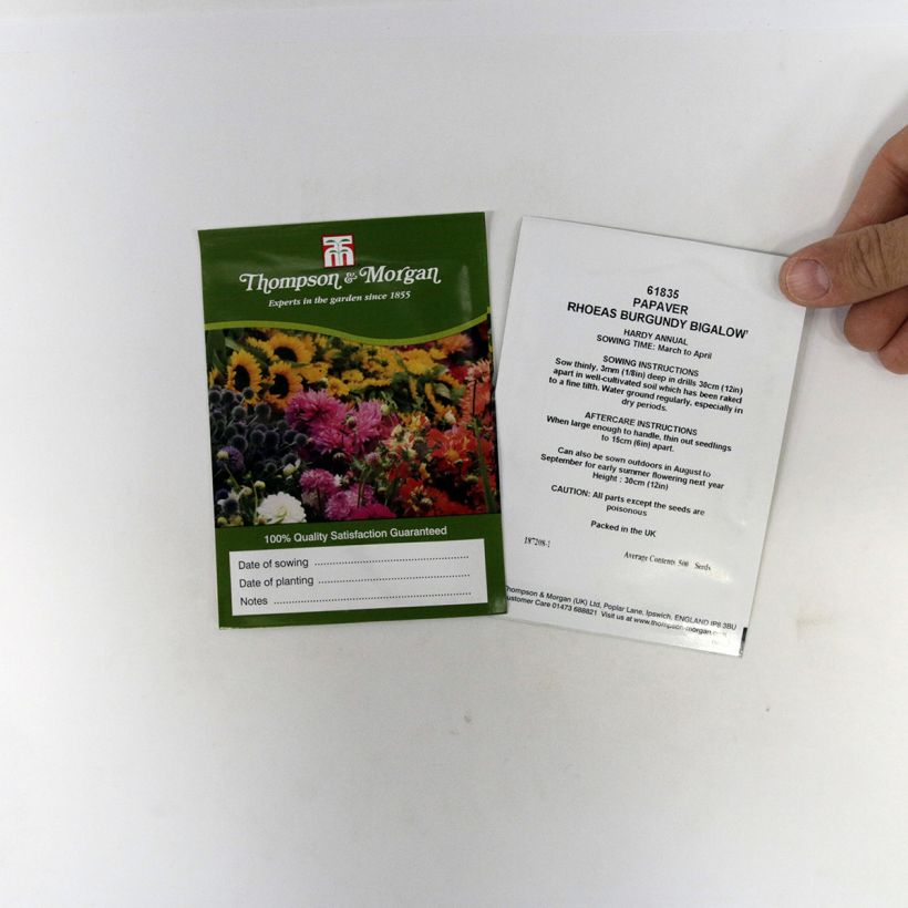 Example of Papaver rhoeas Burgundy Bigalow per pack of 500 seeds specimen as delivered