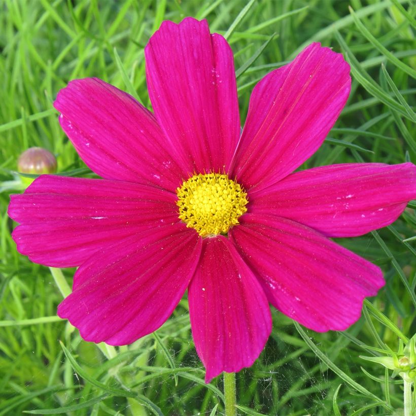 Cosmos bipinnatus Sonata Carmine - Garden Cosmos (Flowering)