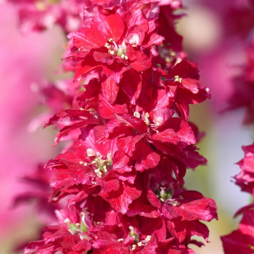 Delphinium Deep red - Annual red Larkspur seeds (Flowering)