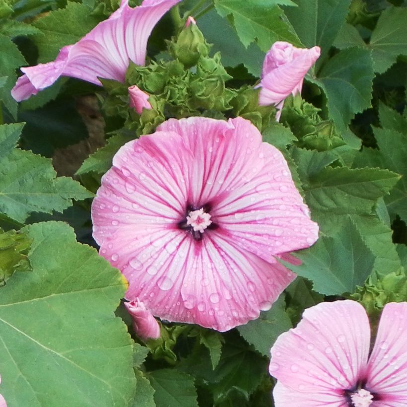 Lavatera trimestris Silver Cup - Rose Mallow seeds (Flowering)