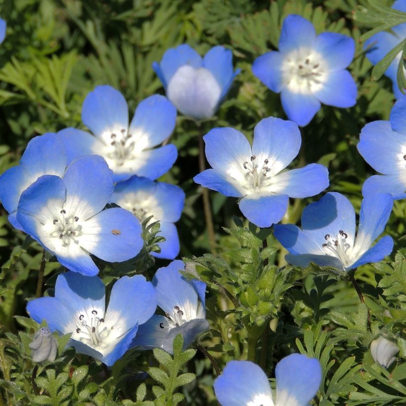 Nemophila menziesii - seeds (Flowering)