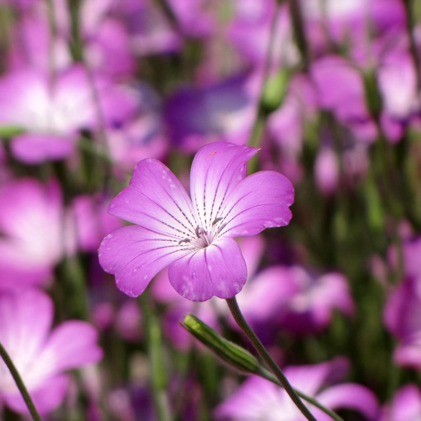 Corncockle Seeds - Agrostemma githago (Flowering)