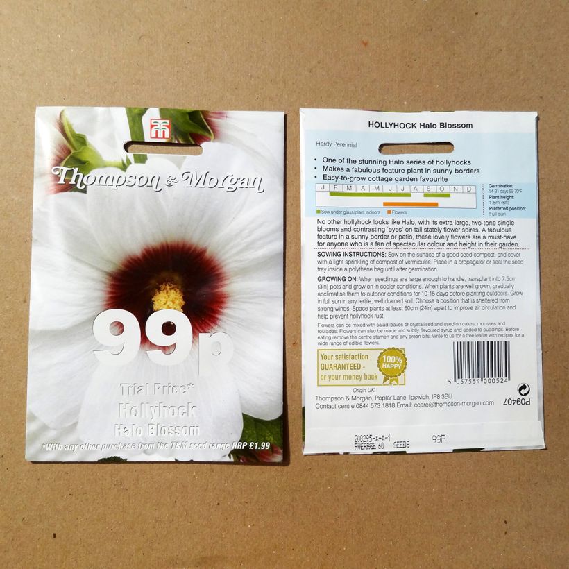Example of Alcea rosea Halo Blossom - Hollyhock per pack of 25 seeds specimen as delivered