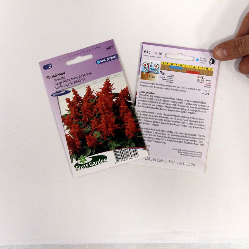 Example of Salvia splendens Scarlet Sage St Johns Fire Seeds - Scarlet Sage specimen as delivered