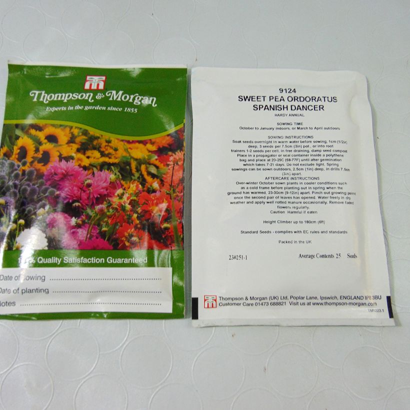 Example of Dianthus Russian Skies Seeds per pack of 30 seeds specimen as delivered