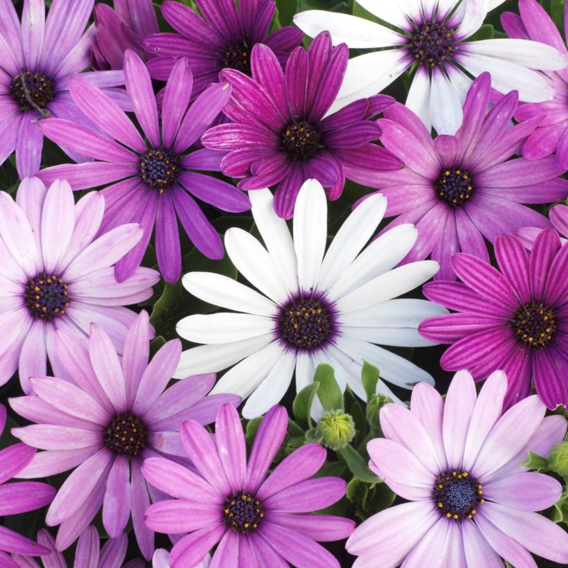 Osteospermum Passion Mixed - Cape Daisy (Flowering)