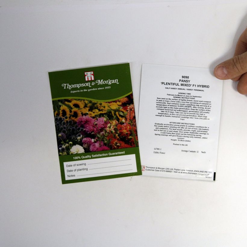 Example of Viola x wittrockiana Plentifall Mixed Hybrid F1 - Pansy per pack of 12 seeds specimen as delivered