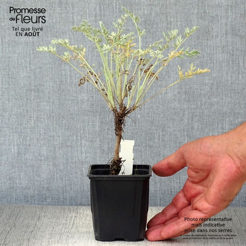 Artemisia absinthium Lambrook Silver 8/9 cm pot sample as delivered in summer