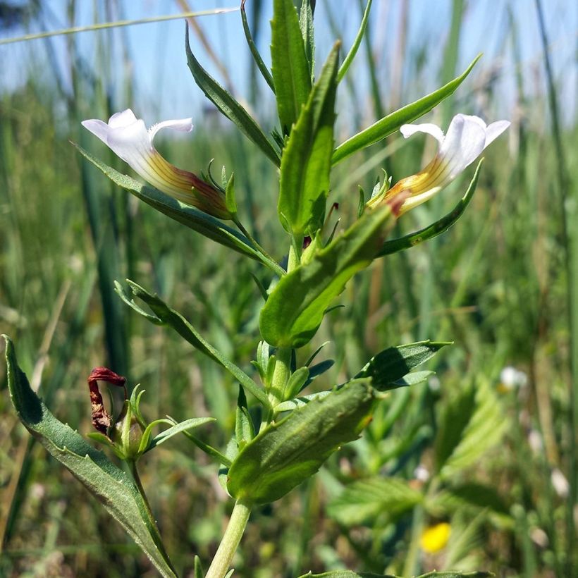 Gratiola officinalis (Foliage)