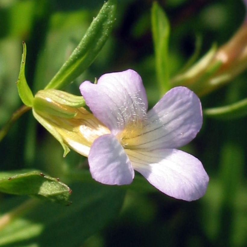 Gratiola officinalis (Flowering)